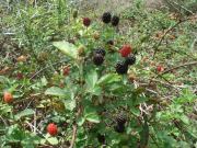blackberries