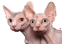 sphynx cat